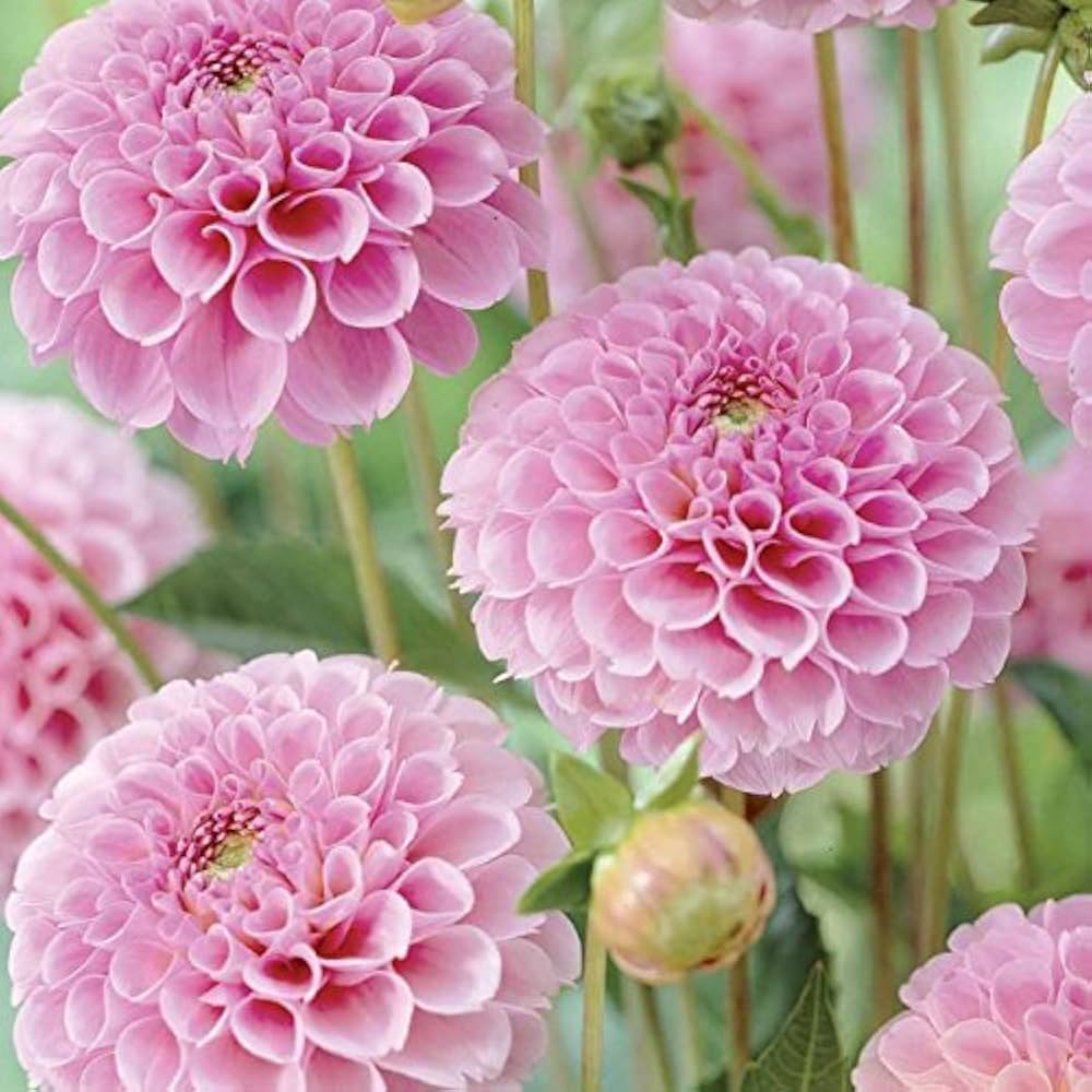 Pale Rose flower seeds
