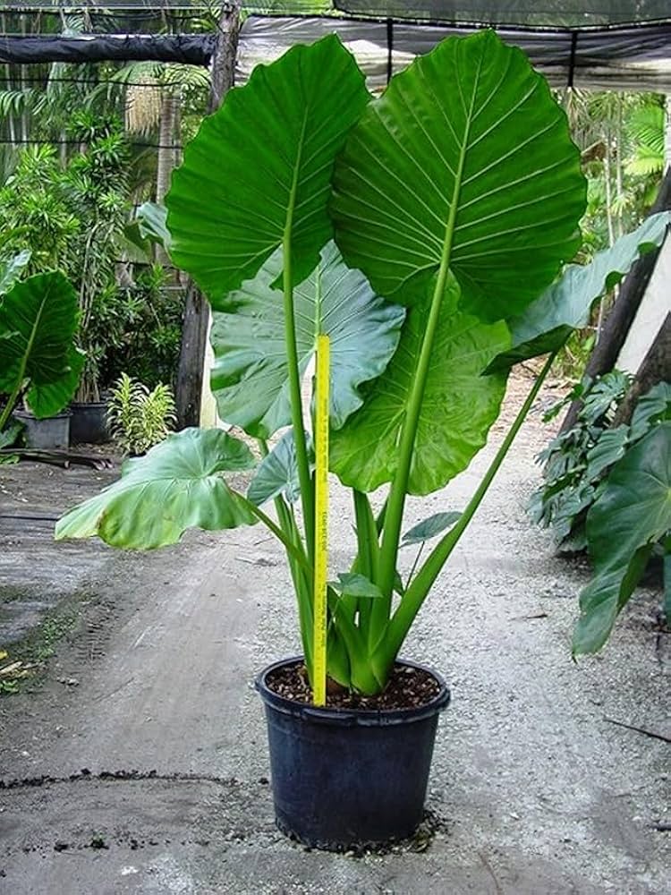 Alocasia Macrorrhiza Flower Seeds for Planting – Heirloom Non-GMO Garden Seeds