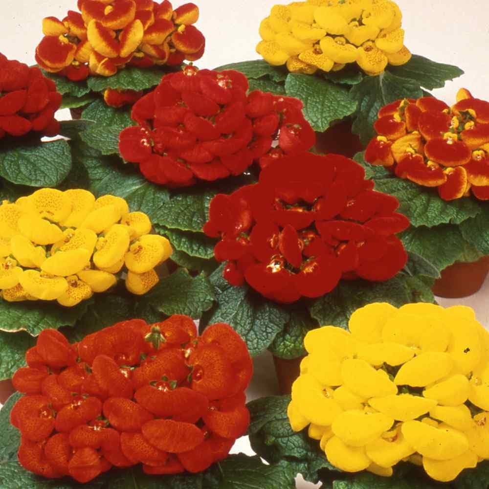 Calceolaria Zapatilla flower seeds