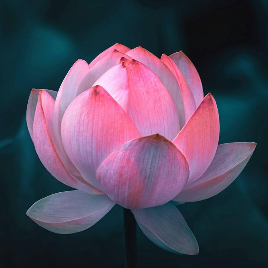 Pink Sacred Lotus plant