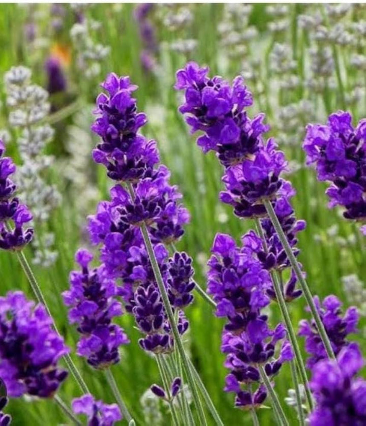 Lavender Blue flower seeds