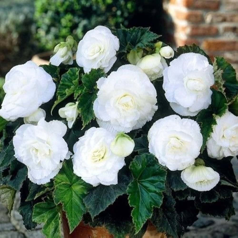 Tuberous Begonia flower seeds