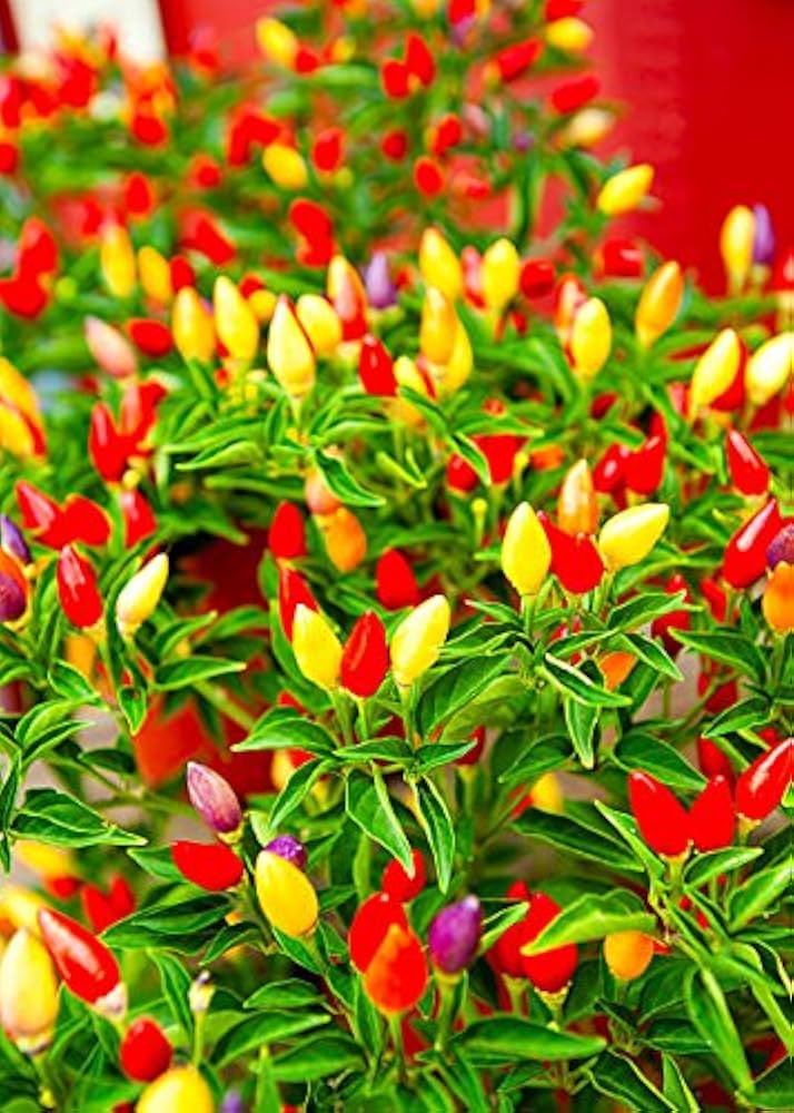 Mixed Ornamental Pepper Seeds for Planting – Colorful Garden Pepper Collection