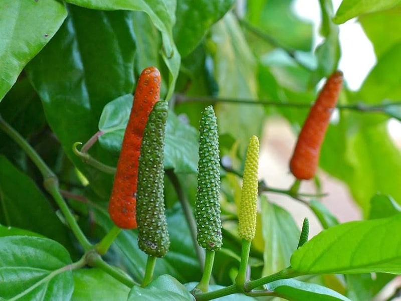 Long Pepper Seeds for Planting – Piper longum Spice Plant Seeds