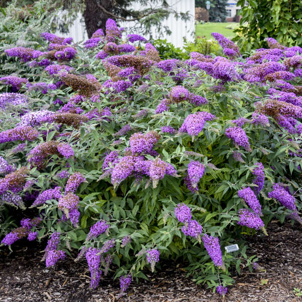 Purple Buddleja flower seeds