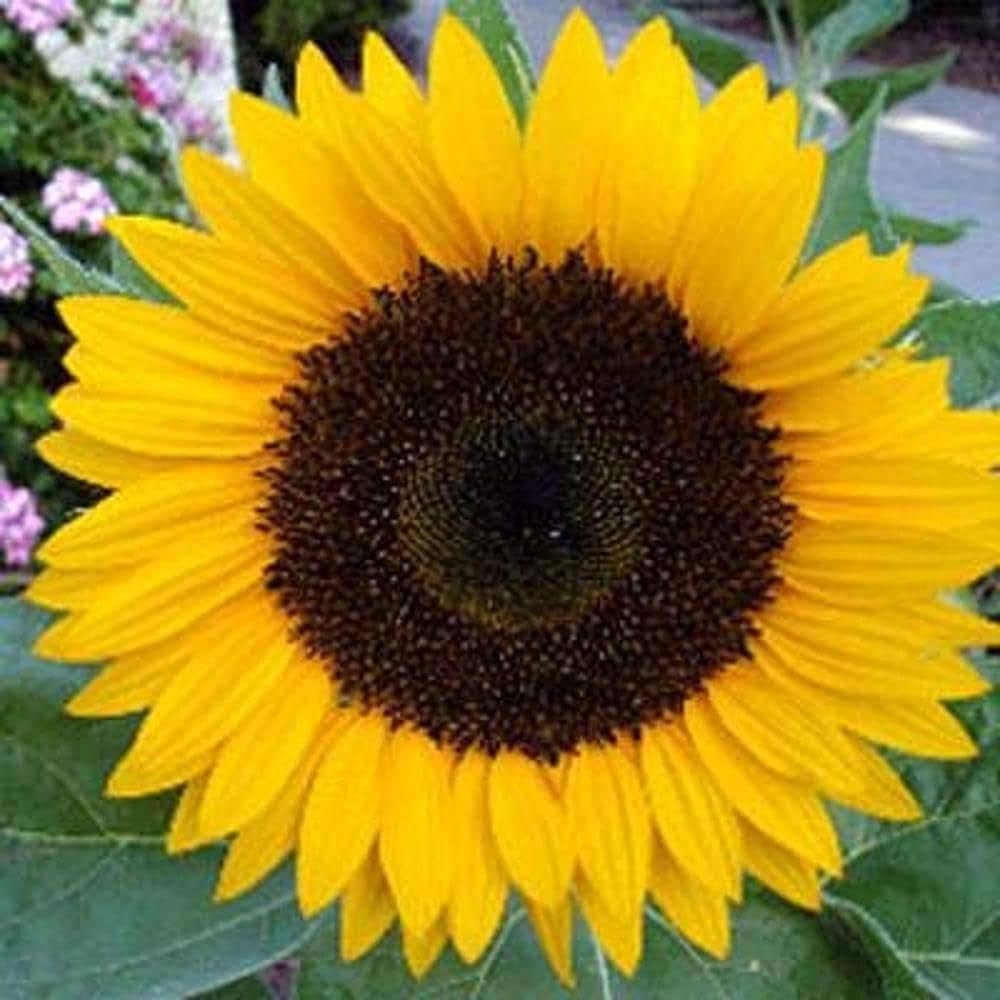 Little Becka flower seeds