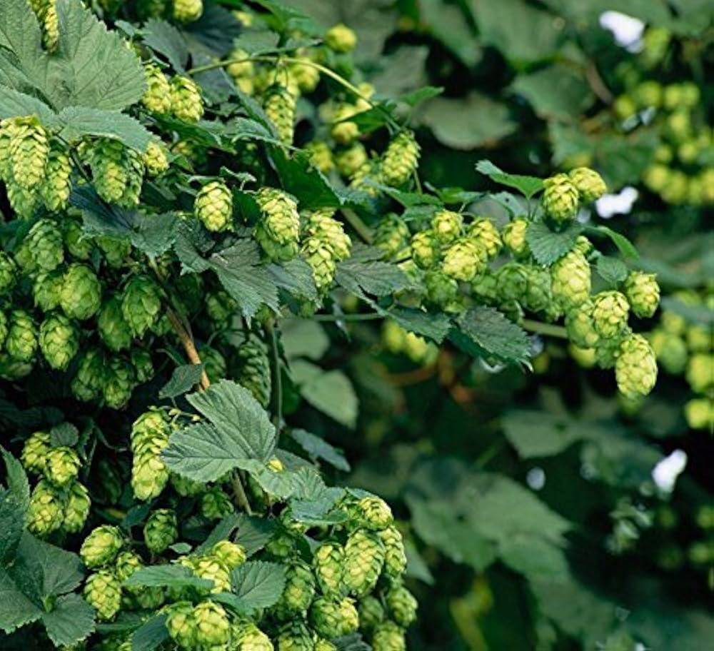 Green Humulus flower seeds