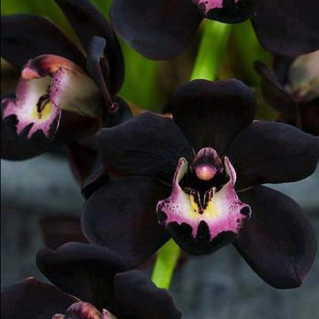 Black Cymbidium flower seeds