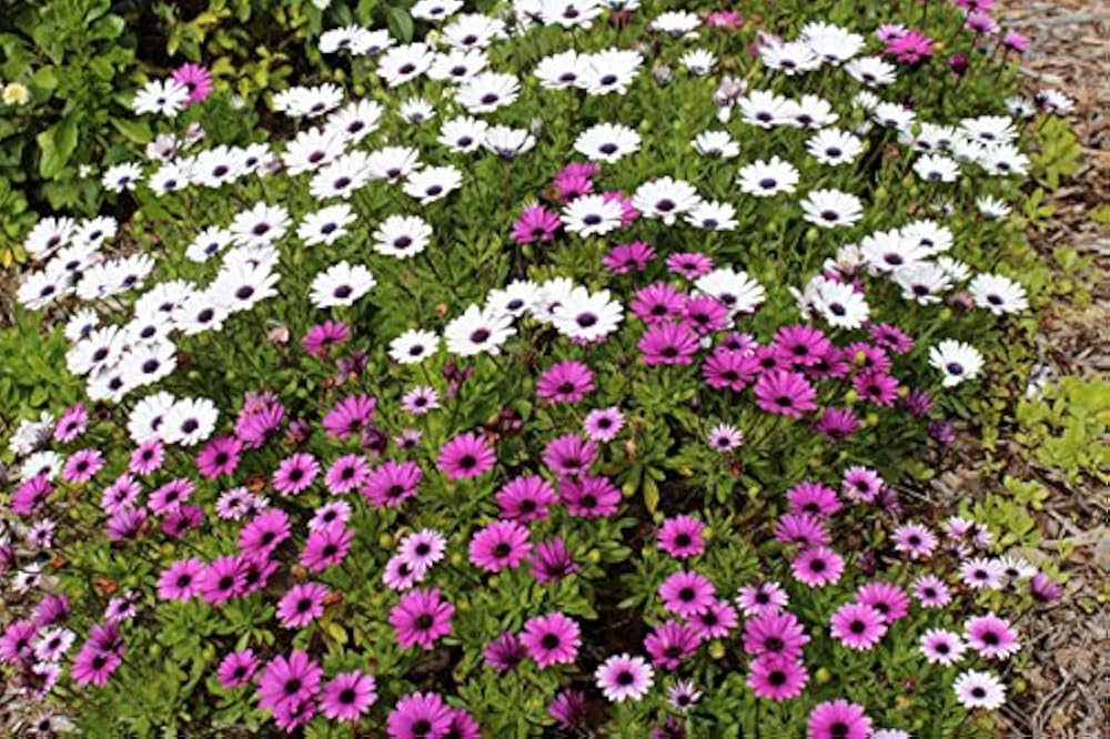 Osteospermum African flower seeds
