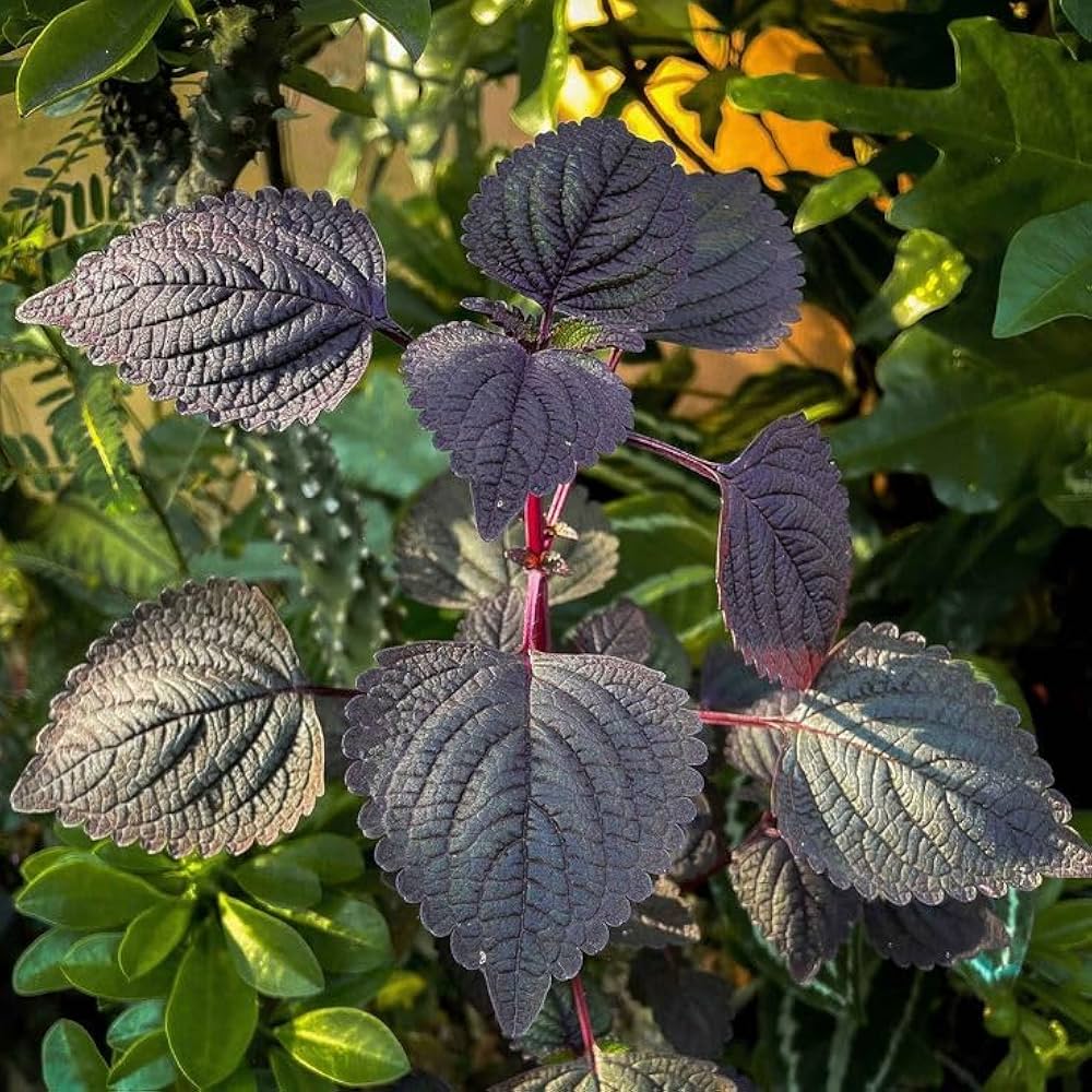 Perilla flower seeds