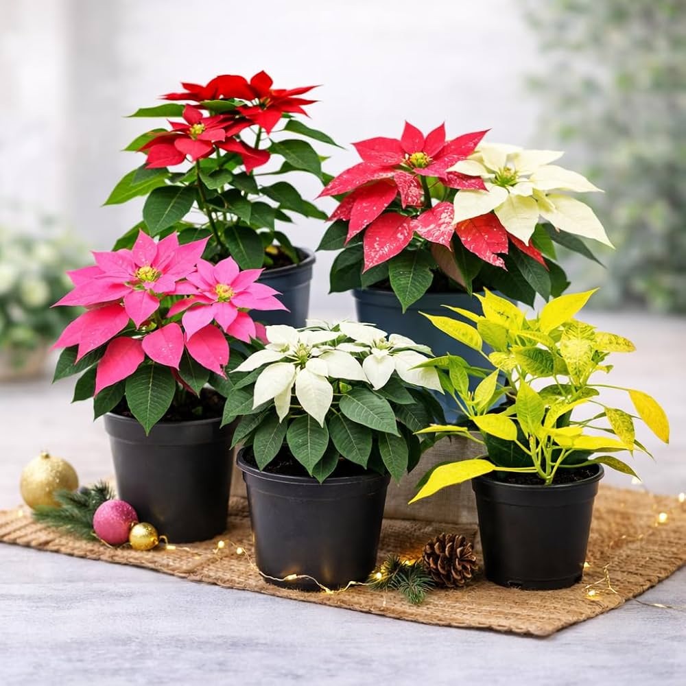 Poinsettia flower seeds