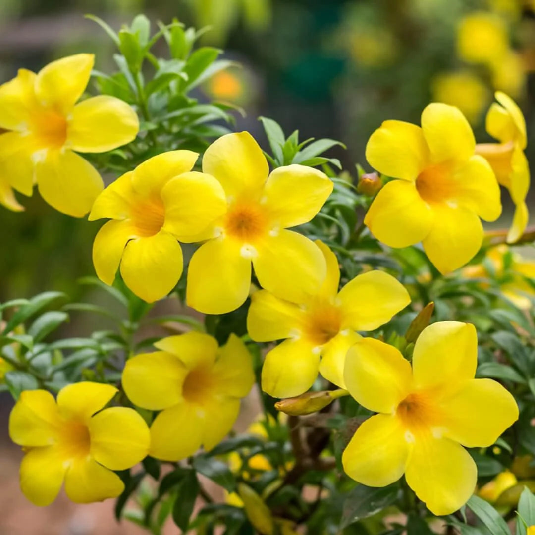 Yellow Madia flower seeds