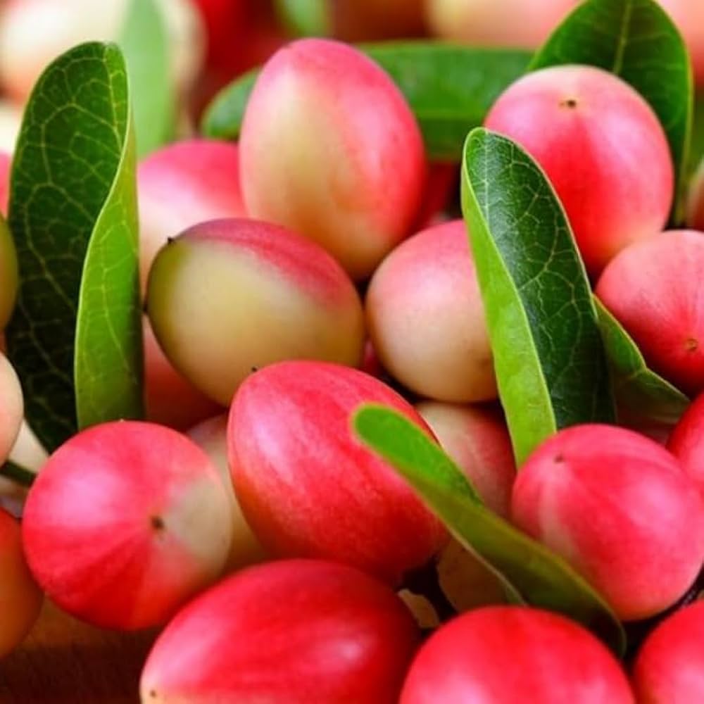 carandas fruit seeds
