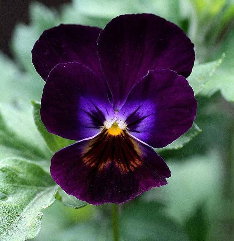 Violet Pansy Flower Seeds for Planting – Heirloom Non-GMO Garden Seeds