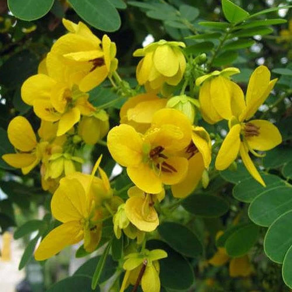 Green Semen flower seeds