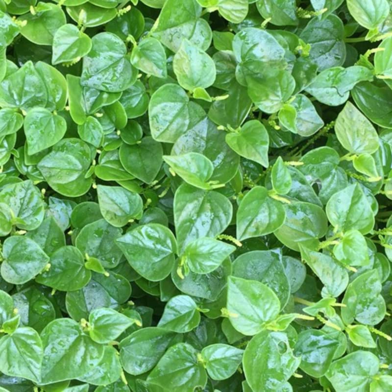 Peperomia Pellucida flower seeds
