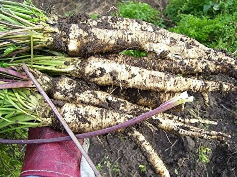 Hamburg Root Parsley Herb Seeds for Planting – Heirloom Non-GMO Garden Seeds