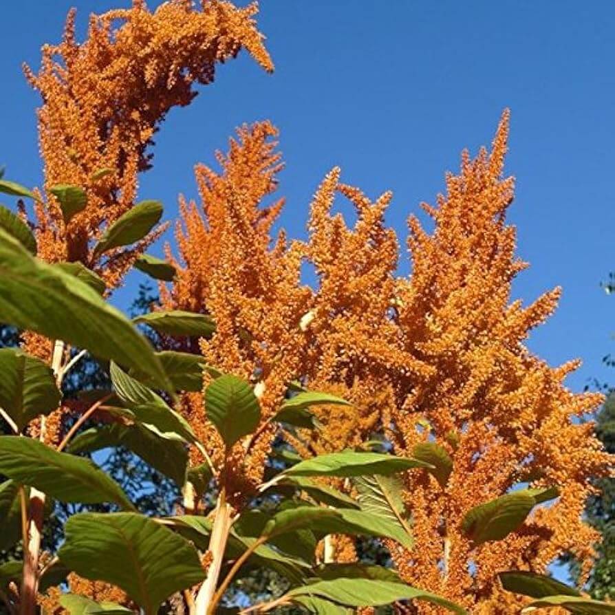 Orange Giant Amaranthus plant