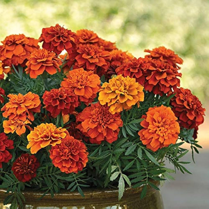 French Disco flower seeds