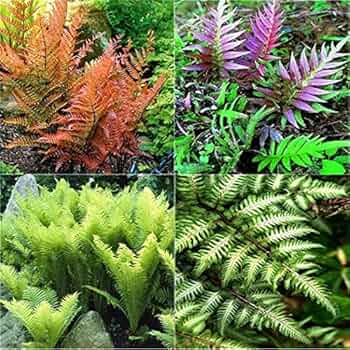Color Fern flower seeds