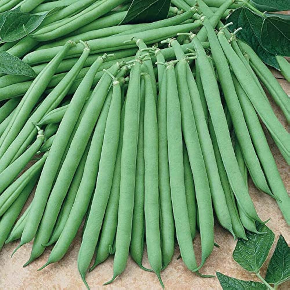 Bush Bean Seeds