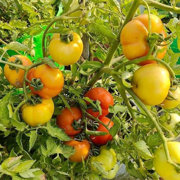 Mixed Tomato Seeds