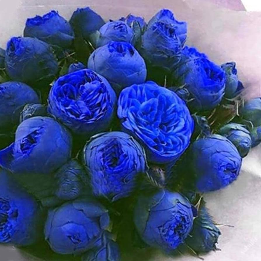 Blue Ranunculus flower seeds