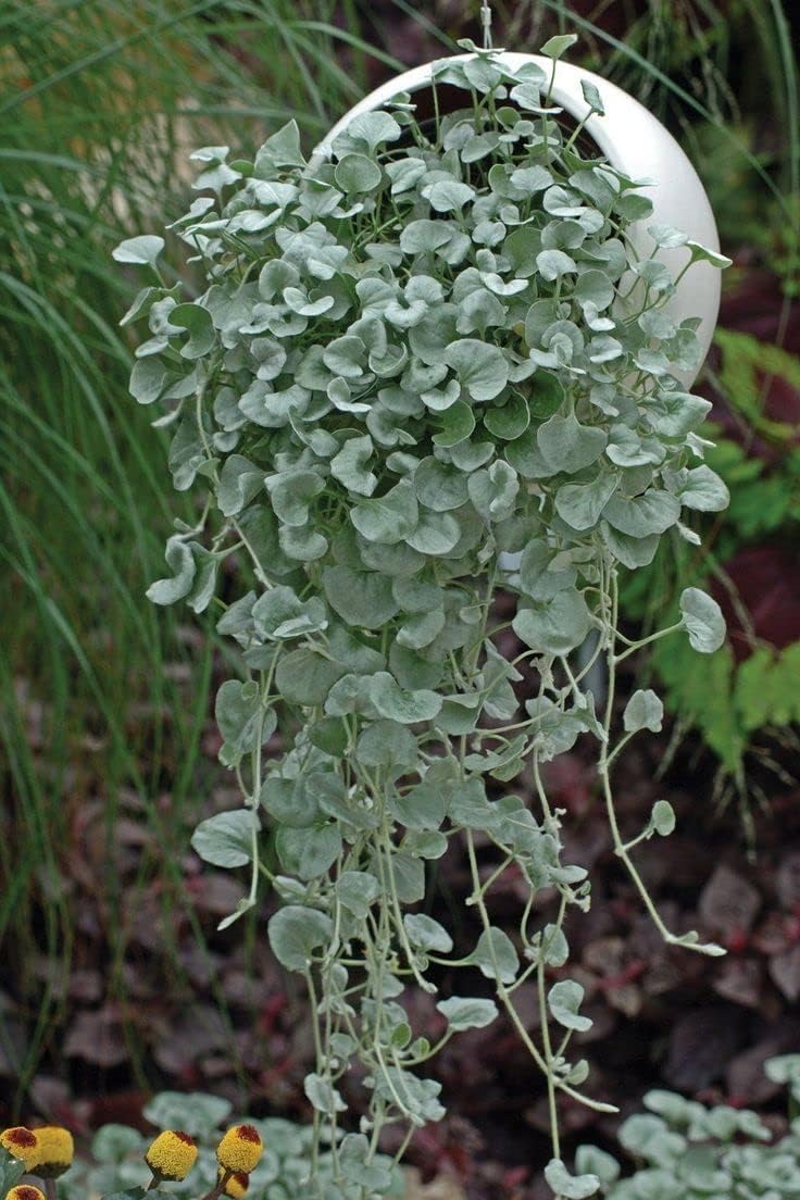 Dichondra Repens flower seeds