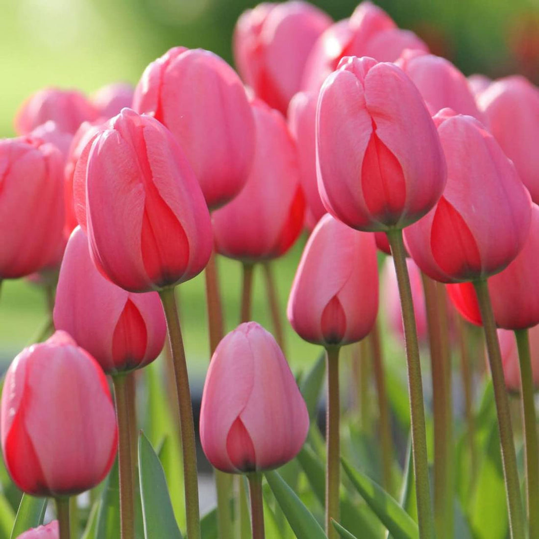 Pink Odorous flower seeds