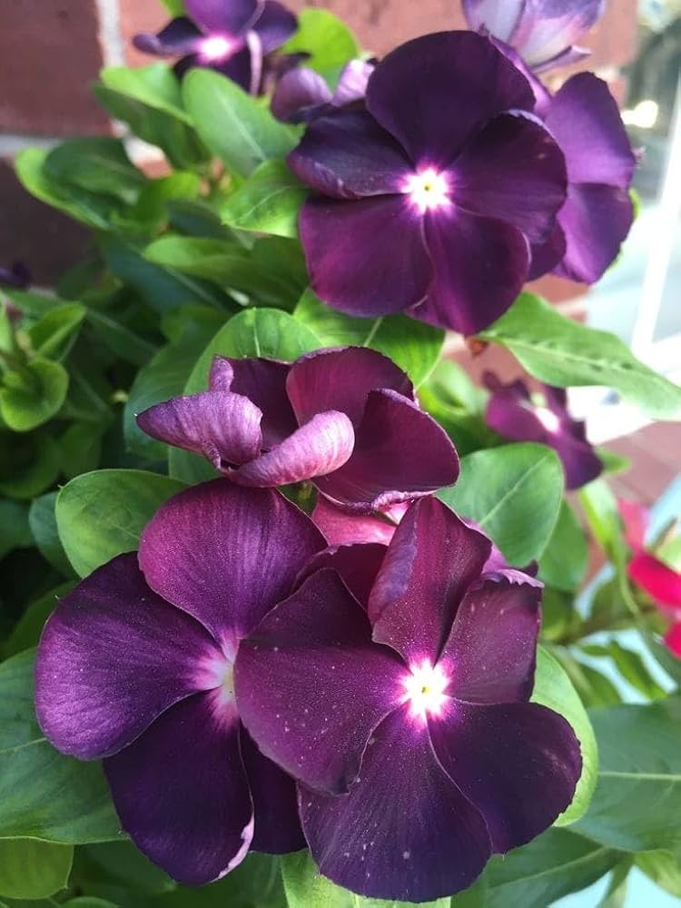 Purple Vinca flower seeds