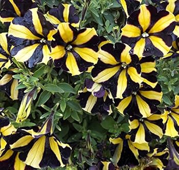 Black Yellow Petunia plant