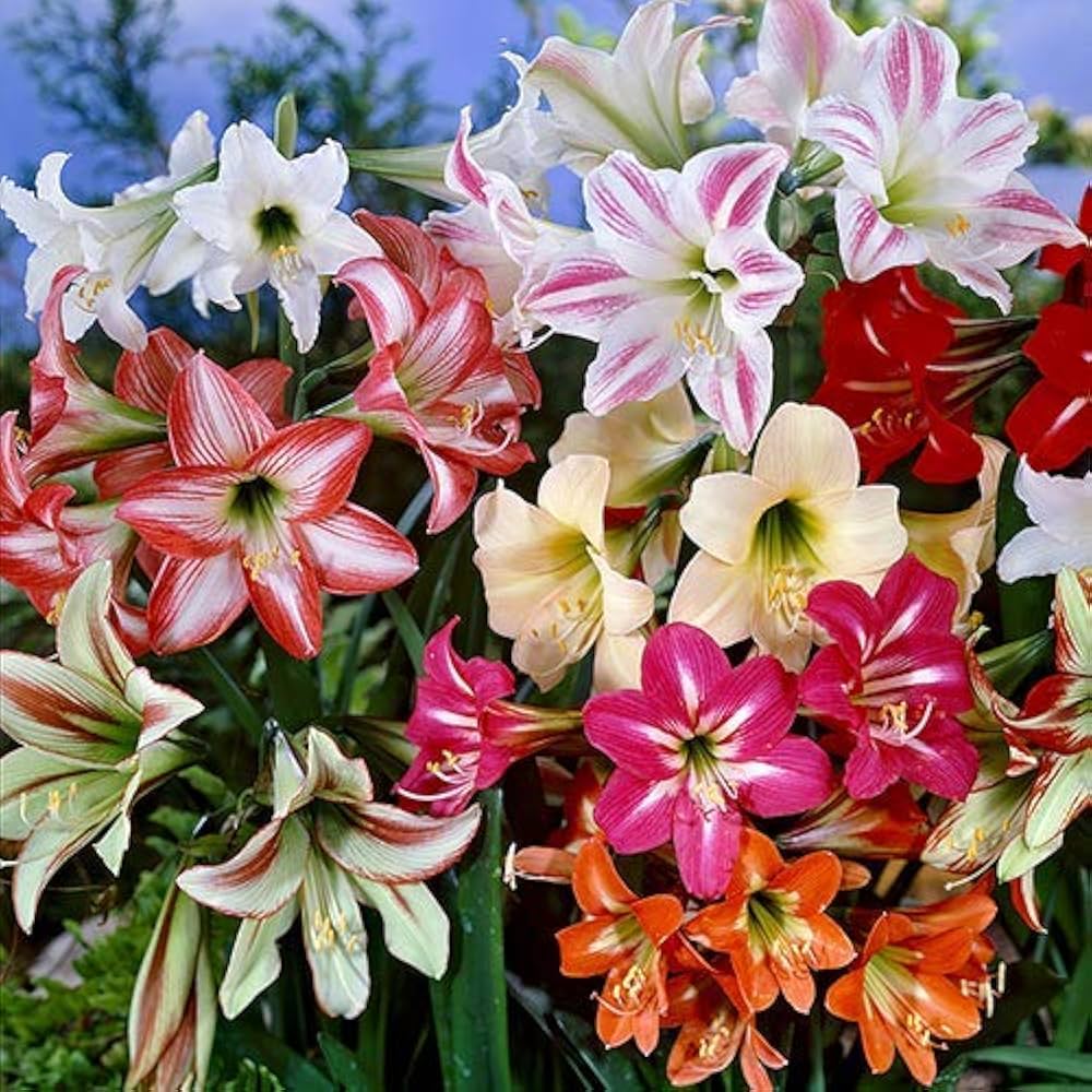 Color Amaryllis flower seeds