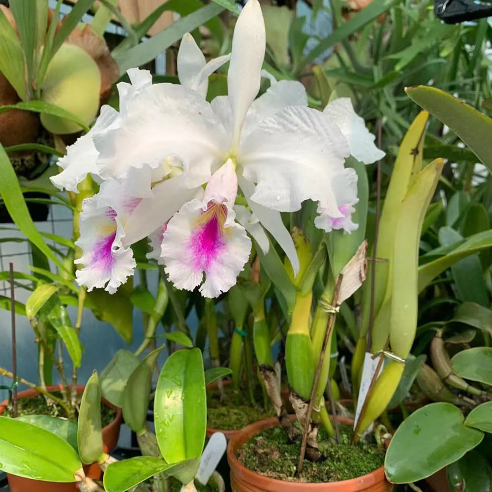 White Pink flower seeds