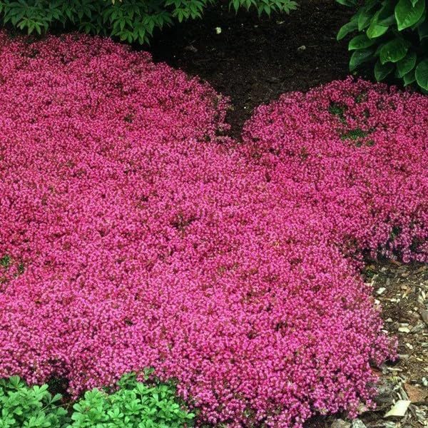 Red Creeping flower seeds