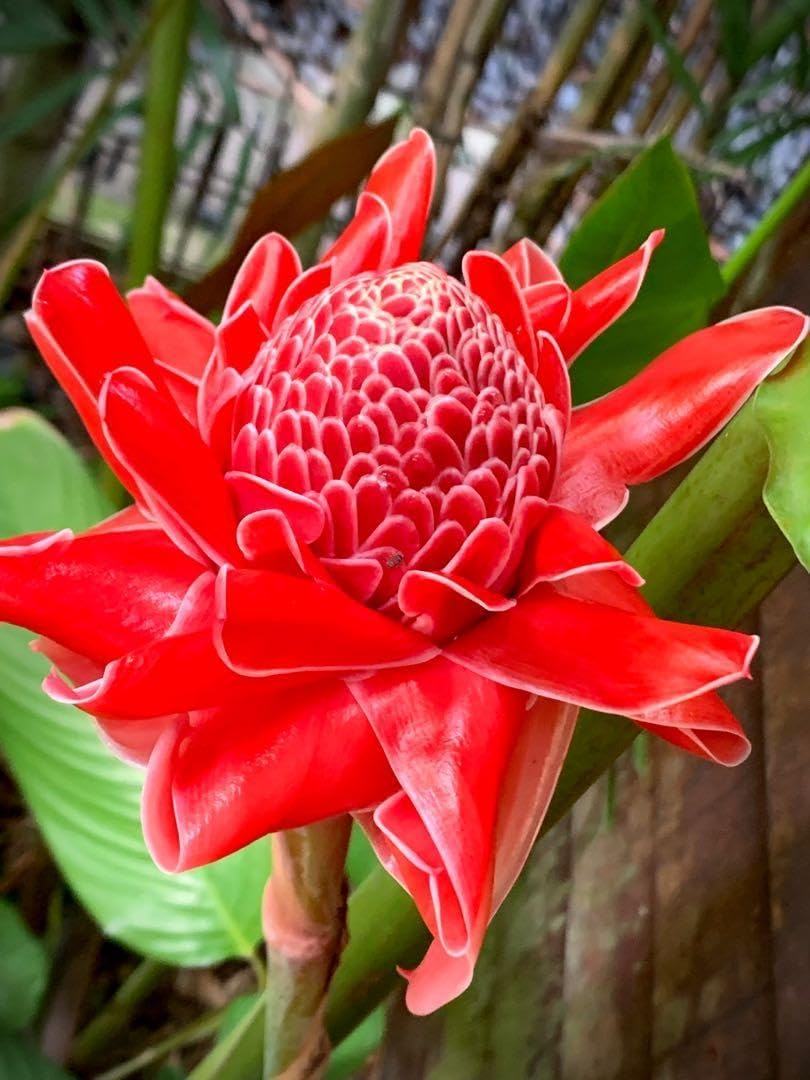 Torch Ginger flower seeds