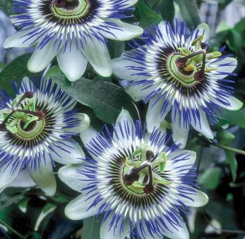 Passiflora flower seeds