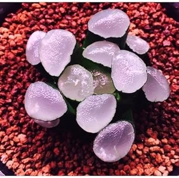 Purple Haworthia flower seeds