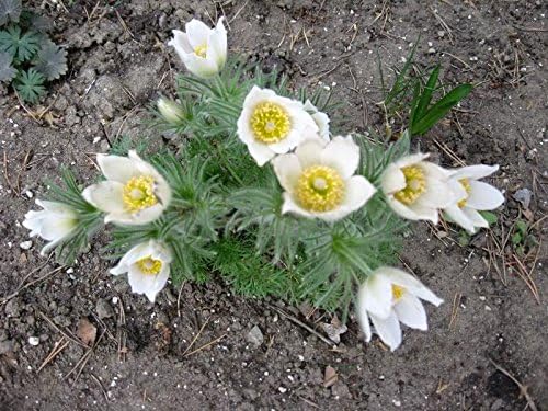 White Anemone flower seeds