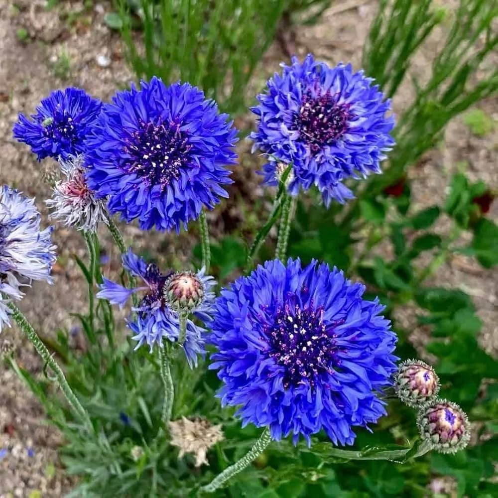 Cornflower Bachelor Buttons plant