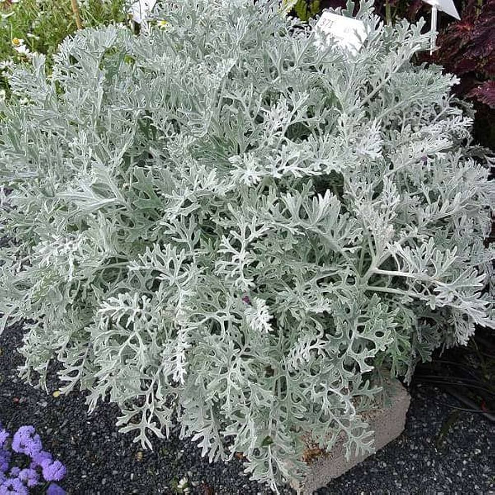 Gray Cineraria flower seeds