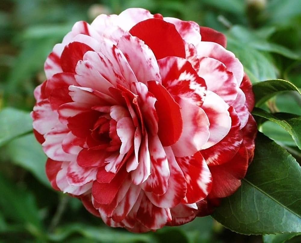 White Red flower seeds