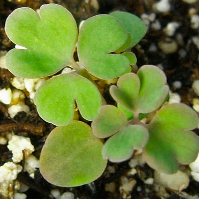 Blue Star flower seeds