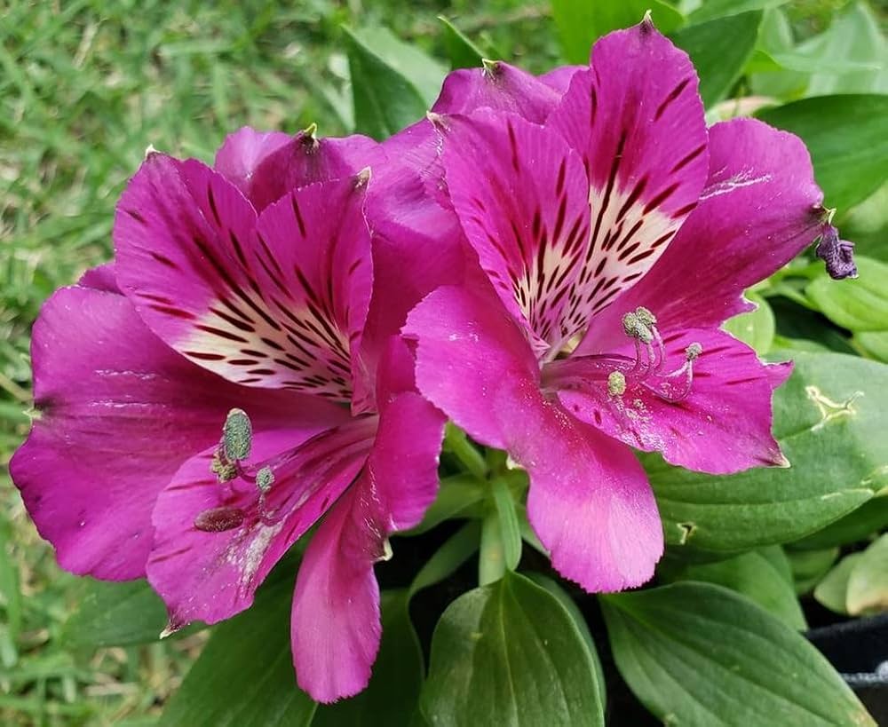Peruvian Lily flower seeds