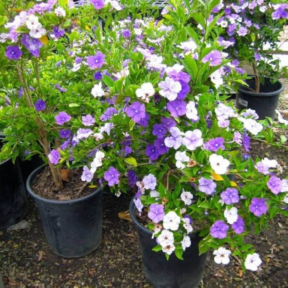 Brunfelsia Pauciflora plant