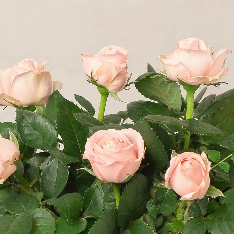 Pink Cream flower seeds