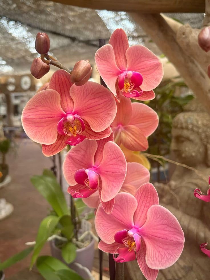 Peach Phalaenopsis flower seeds
