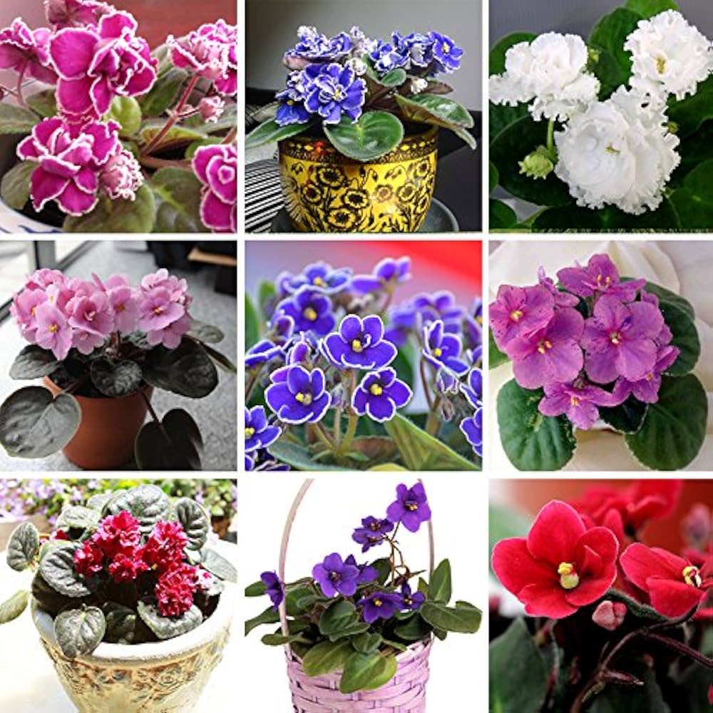 Multicolor Saintpaulia flower seeds