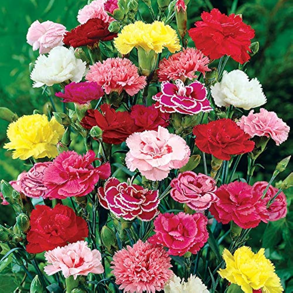 Dianthus Caryophyllus flower seeds