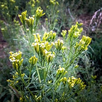 Yellow Tagetes flower seeds