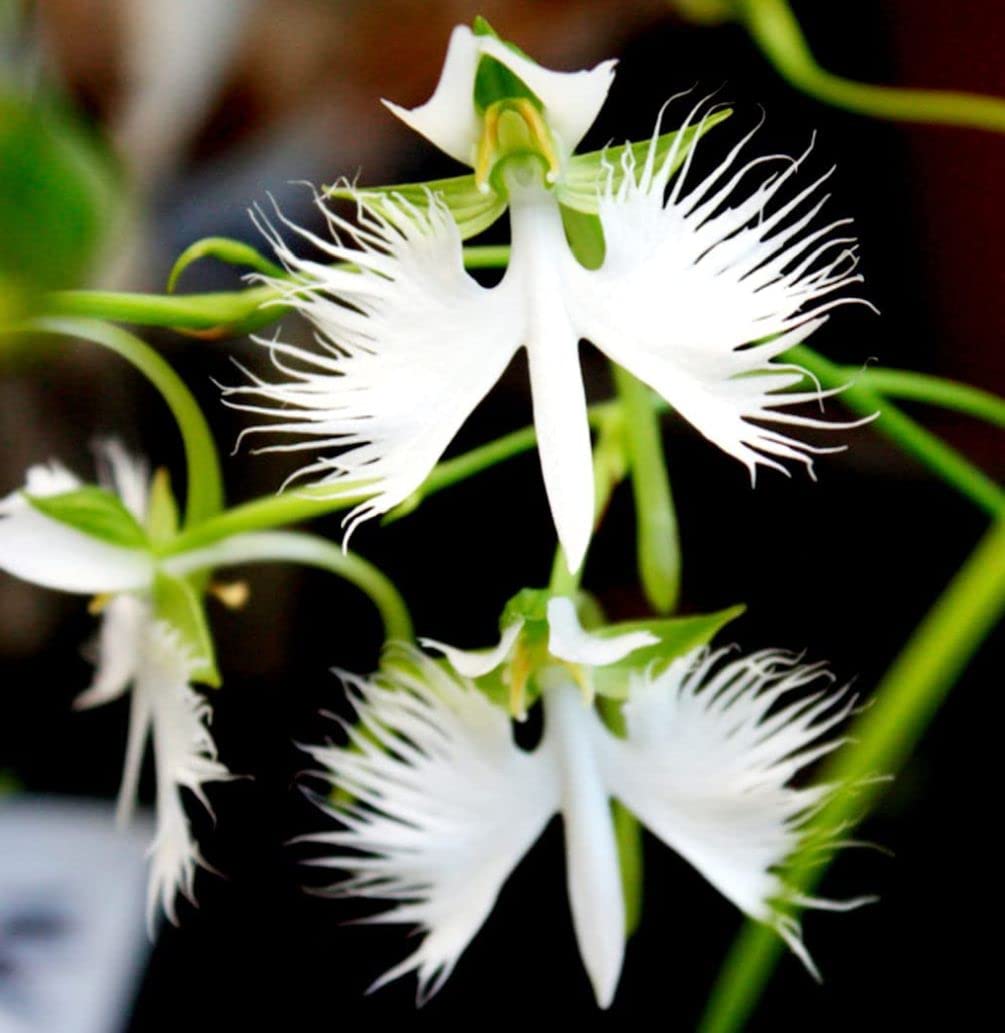 Egret flower seeds